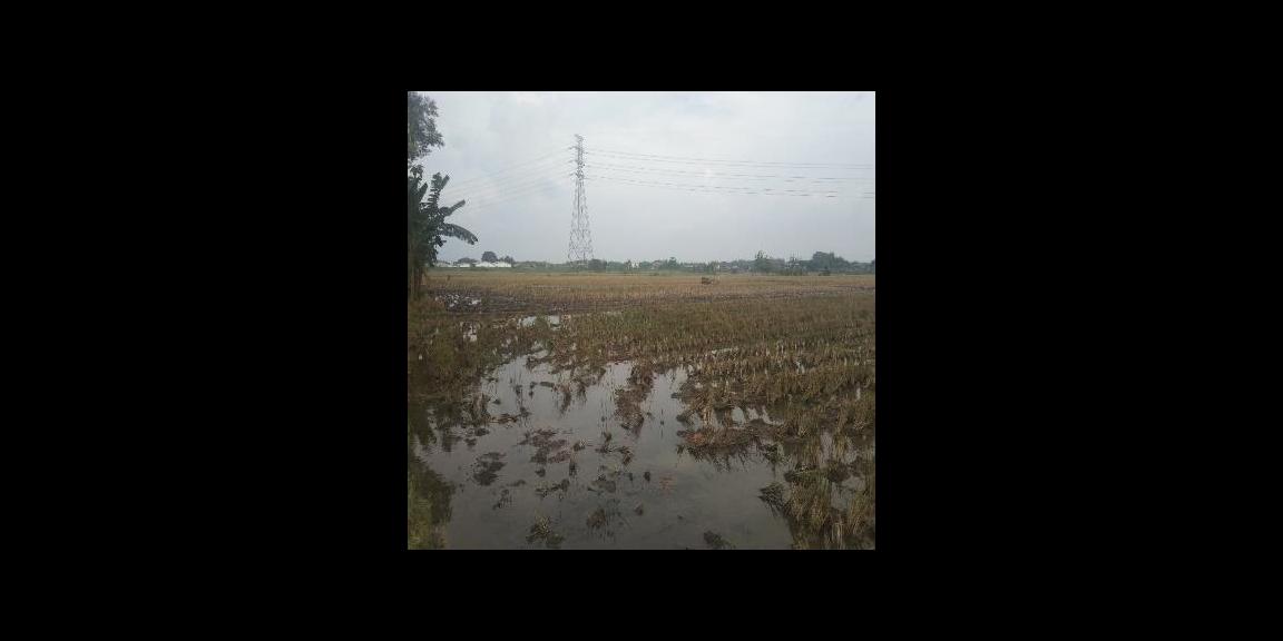 Dijual Tanah Strategis di Desa Langenharjo, Sukoharjo Dijual Tanah Strategis di Desa Langenharjo, Sukoharjo