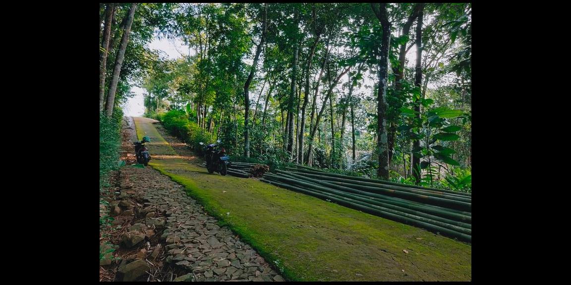 Tanah Subur Sentra Kebun Durian Mojogedang Karanganyar Tanah Subur Sentra Kebun Durian Mojogedang Karanganyar