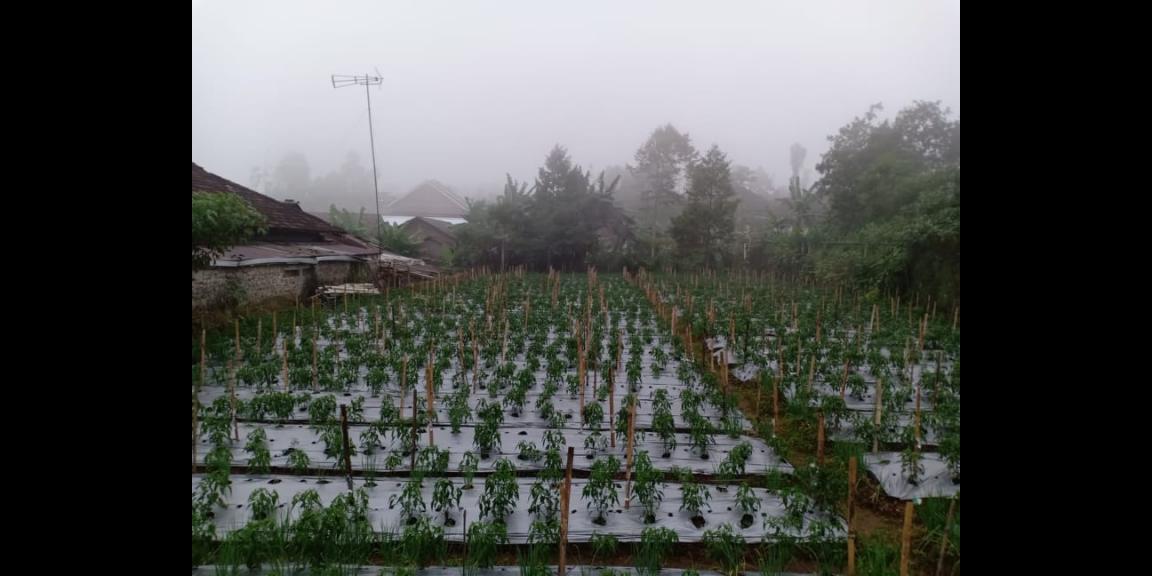 Tanah Strategis Siap Dibangun Kawasan Wisata Kemuning Karanganyar Tanah Strategis Siap Dibangun Kawasan Wisata Kemuning Karanganyar