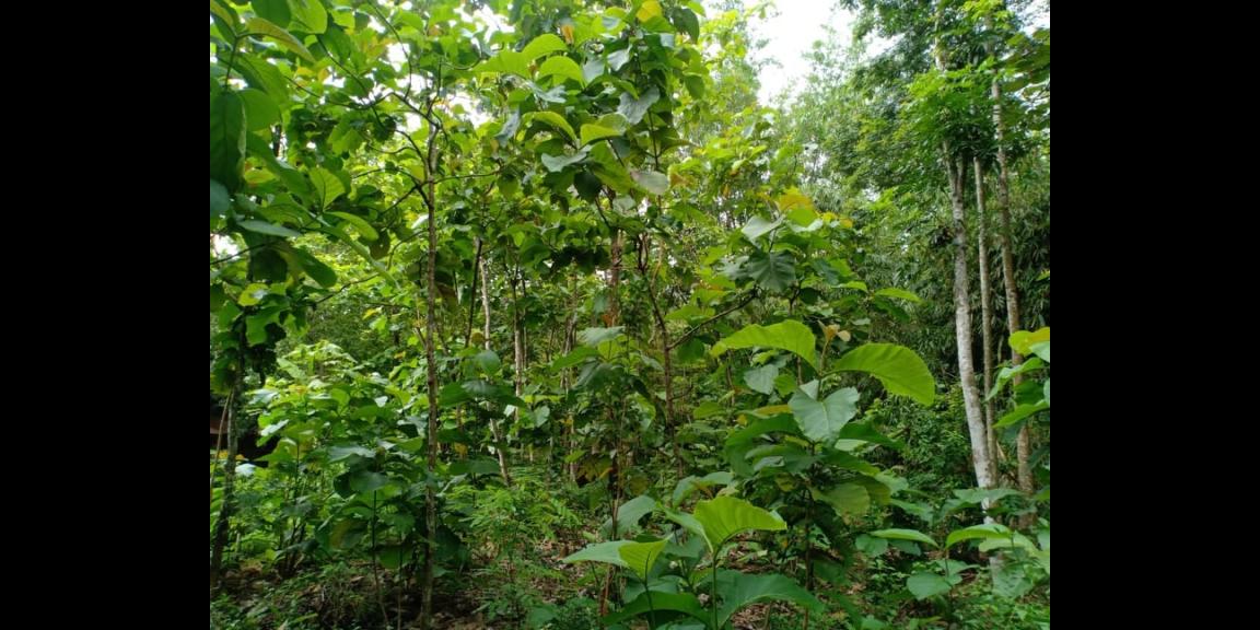 Tanah Datar Strategis Siap Dibangun Kerjo Karanganyar Tanah Datar Strategis Siap Dibangun Kerjo Karanganyar