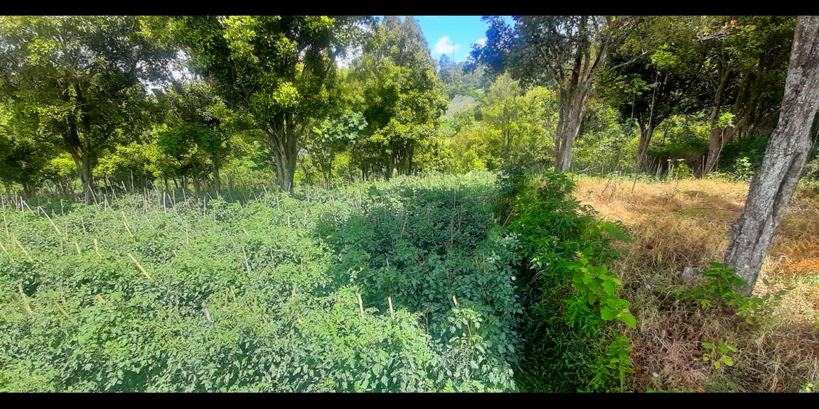 TANAH HUNIAN DAN KOMERSIL DI CIUMBULEUIT BANDUNG TANAH HUNIAN DAN KOMERSIL DI CIUMBULEUIT BANDUNG