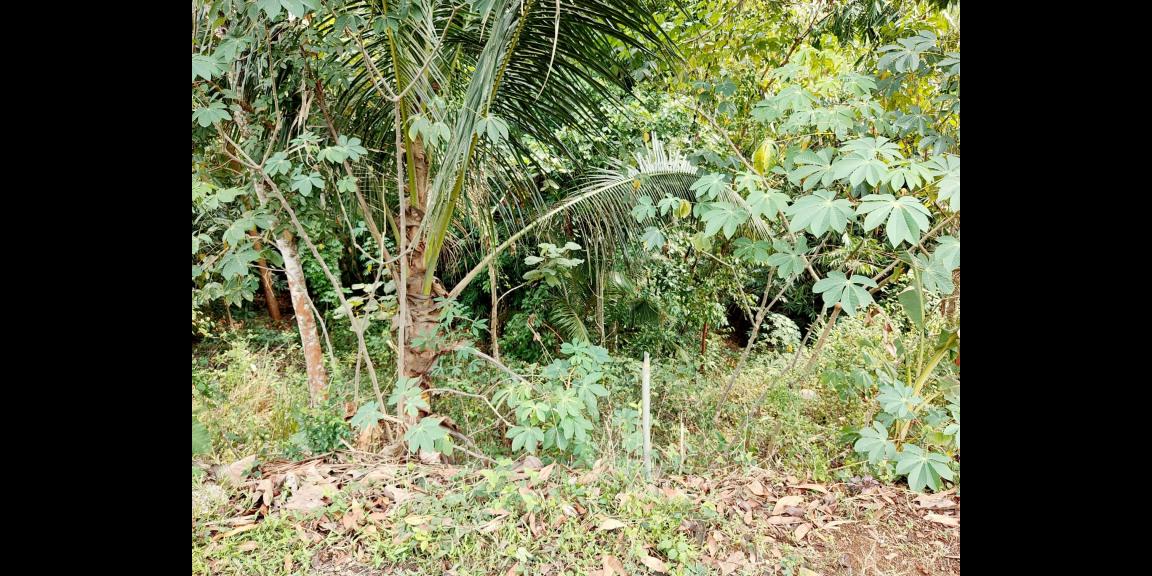 Tanah Strategis 2100m² Kebun Jati Tepi Jl. Raya Kerjo-Karangpandan Tanah Strategis 2100m² Kebun Jati Tepi Jl. Raya Kerjo-Karangpandan