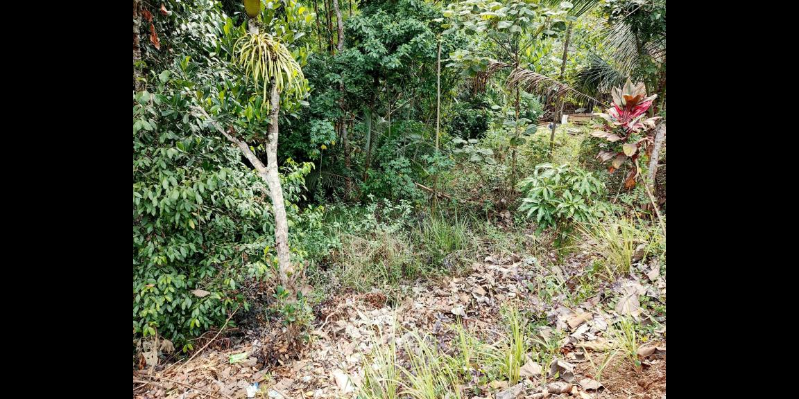 Tanah Strategis 2100m² Kebun Jati Tepi Jl. Raya Kerjo-Karangpandan Tanah Strategis 2100m² Kebun Jati Tepi Jl. Raya Kerjo-Karangpandan