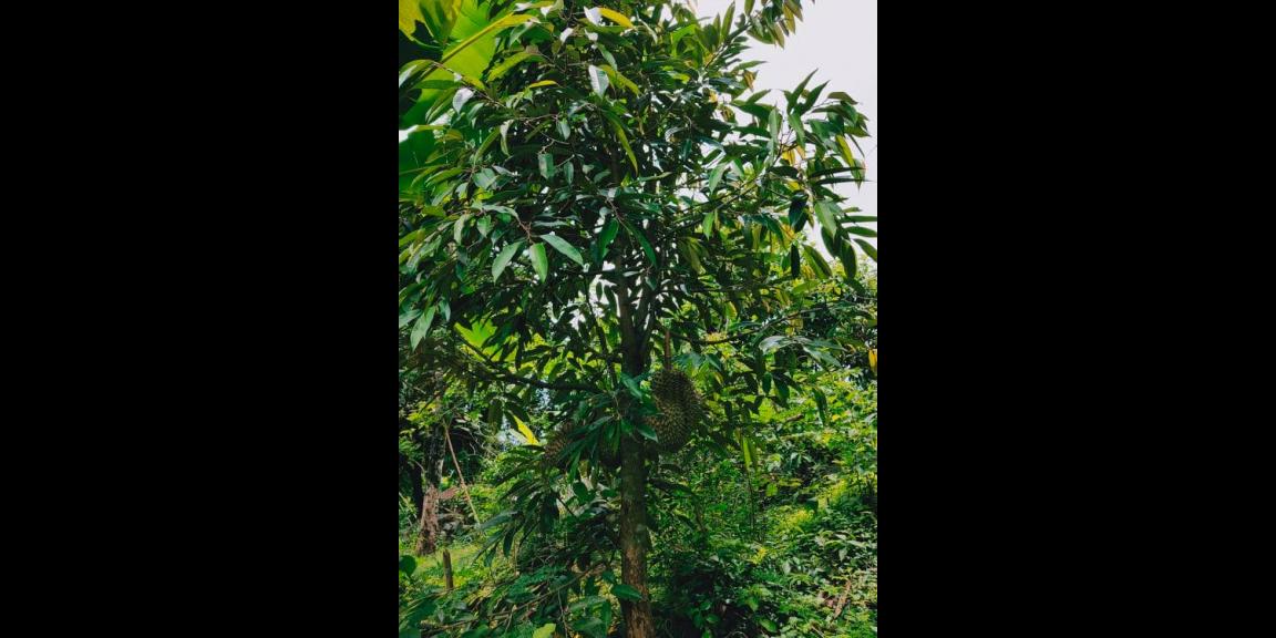 Tanah Bonus Kebun Durian Siap Panen Karangpandan Karanganyar Tanah Bonus Kebun Durian Siap Panen Karangpandan Karanganyar