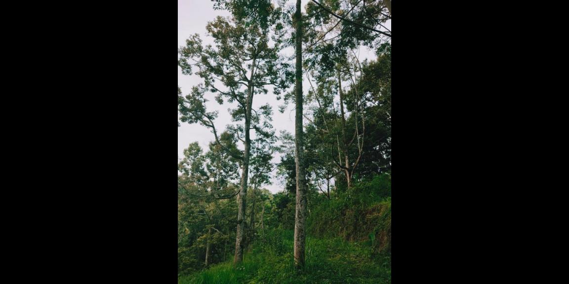 Tanah Kebun Durian 3000 m² Siap Panen Kawasan Wisata Alam Karangpandan Karanganyar Tanah Kebun Durian 3000 m² Siap Panen Kawasan Wisata Alam Karangpandan Karanganyar