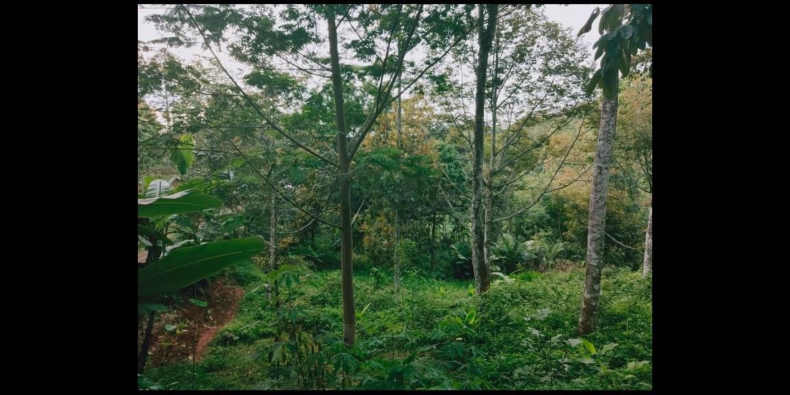 Tanah Kebun Durian 3000 m² Siap Panen Kawasan Wisata Alam Karangpandan Karanganyar Tanah Kebun Durian 3000 m² Siap Panen Kawasan Wisata Alam Karangpandan Karanganyar