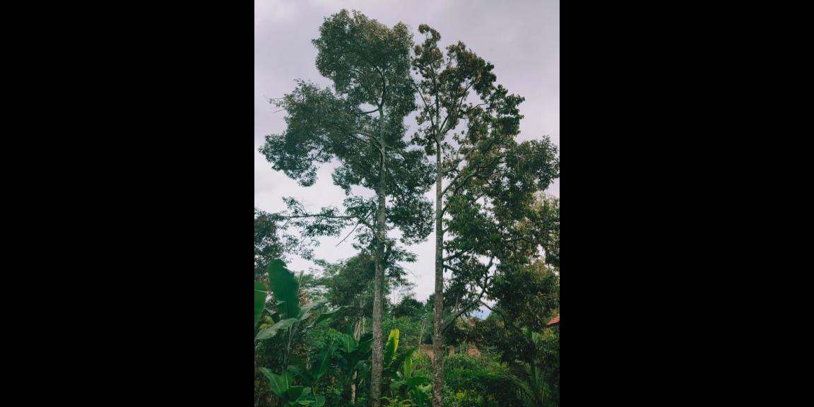 Tanah Bonus Kebun Durian Siap Panen Karangpandan Karanganyar Tanah Bonus Kebun Durian Siap Panen Karangpandan Karanganyar