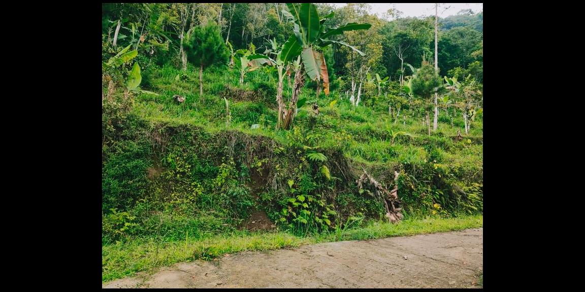 Tanah Idaman View Bukit Perkebunan Teh Kemuning Ngargoyoso Karanganyar Tanah Idaman View Bukit Perkebunan Teh Kemuning Ngargoyoso Karanganyar