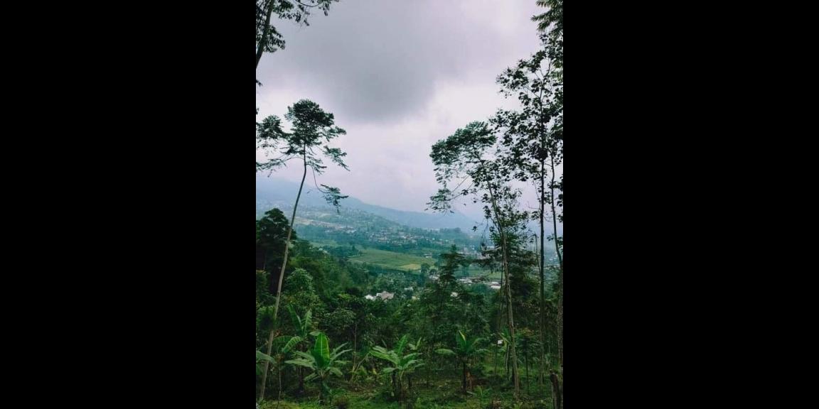 Tanah Idaman View Bukit Perkebunan Teh Kemuning Ngargoyoso Karanganyar Tanah Idaman View Bukit Perkebunan Teh Kemuning Ngargoyoso Karanganyar