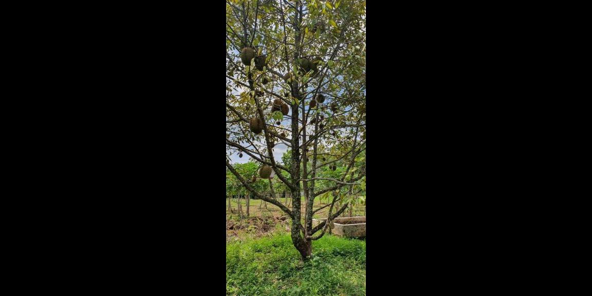 Tanah 6400m² Kebun Durian Siap Panen Kerjo Karanganyar Tanah 6400m² Kebun Durian Siap Panen Kerjo Karanganyar