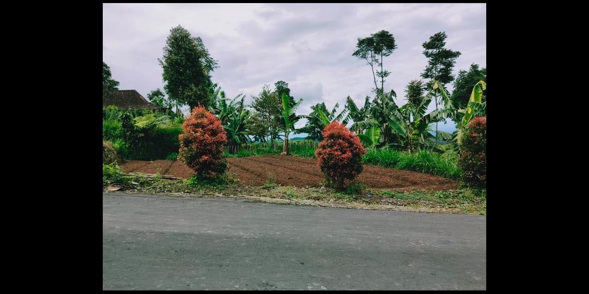 Tanah Idaman Kawasan Wisata Kebun Teh Kemuning Ngargoyoso Karanganyar Tanah Idaman Kawasan Wisata Kebun Teh Kemuning Ngargoyoso Karanganyar