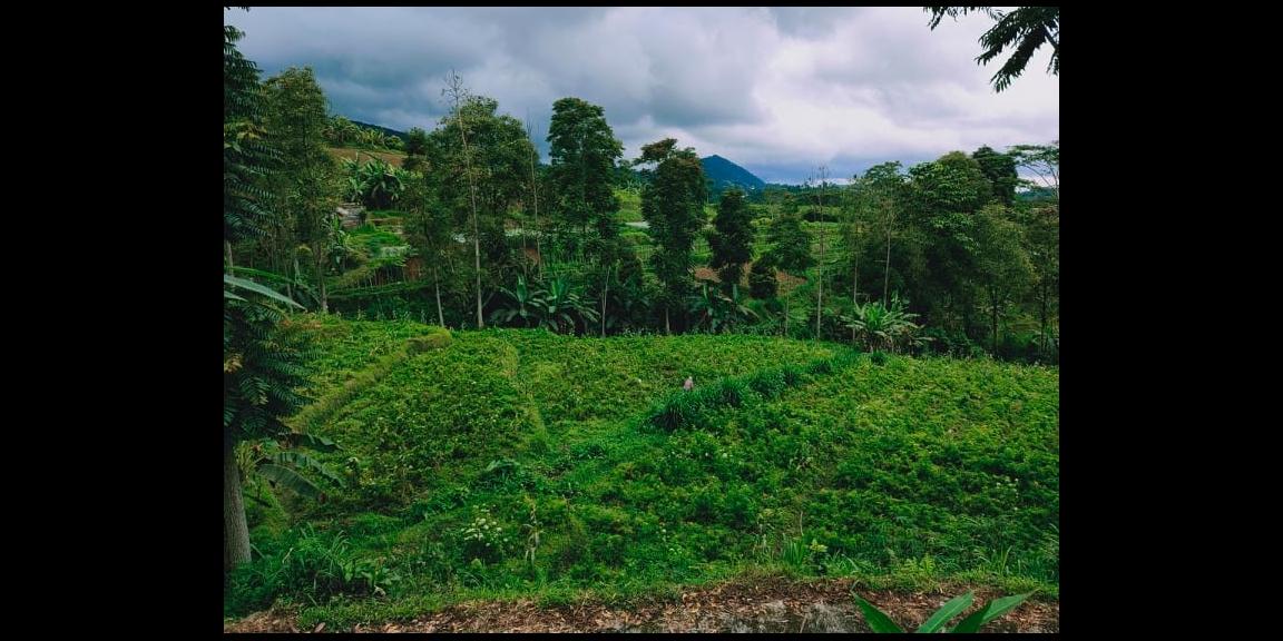 Tanah Dibangun Vila Kawasan Kebun Teh Kemuning Ngargoyoso Karanganyar Tanah Dibangun Vila Kawasan Kebun Teh Kemuning Ngargoyoso Karanganyar
