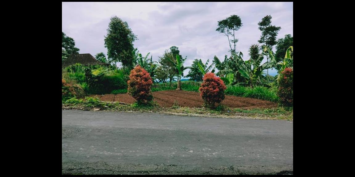 Tanah Idaman Kawasan Wisata Kebun Teh Kemuning Ngargoyoso Karanganyar Tanah Idaman Kawasan Wisata Kebun Teh Kemuning Ngargoyoso Karanganyar