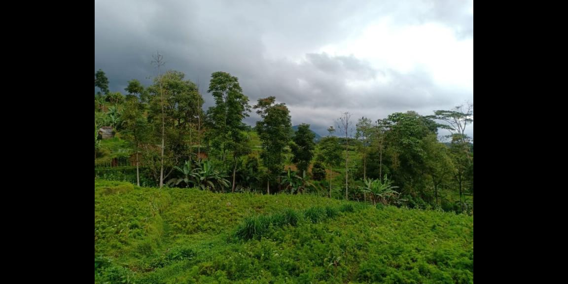 Tanah Dibangun Vila Kawasan Kebun Teh Kemuning Ngargoyoso Karanganyar Tanah Dibangun Vila Kawasan Kebun Teh Kemuning Ngargoyoso Karanganyar