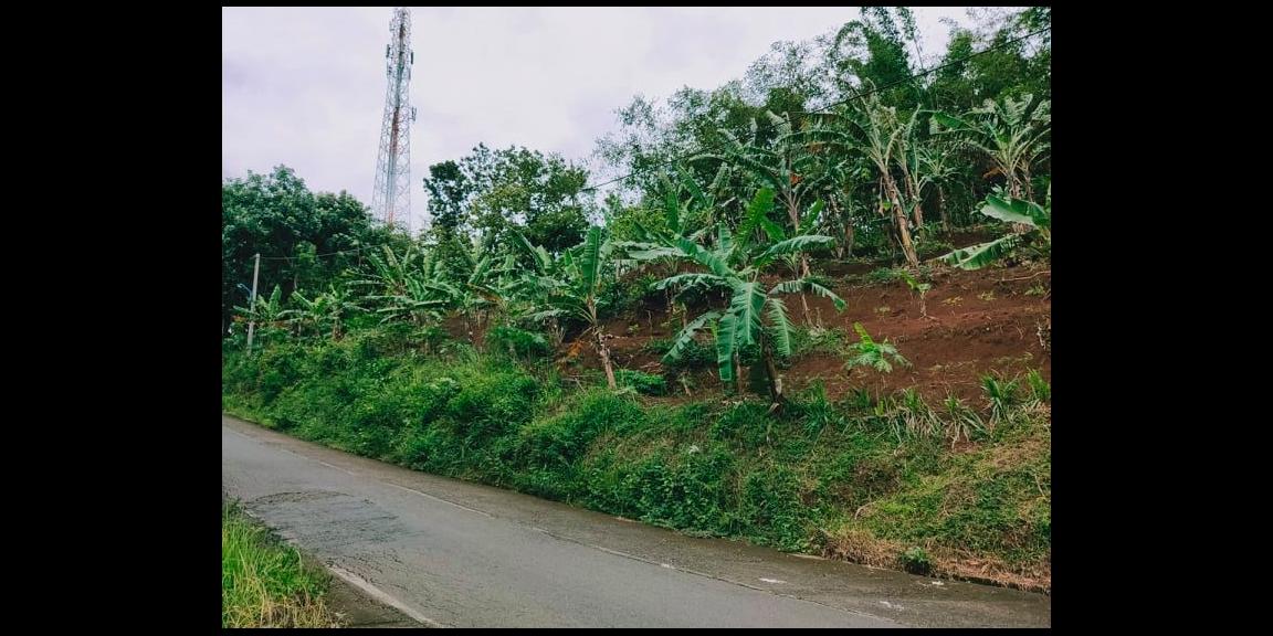 Tanah Subur Strategis Tepi Jl. Raya Kerjo-Kemuning Kerjo Karanganyar Tanah Subur Strategis Tepi Jl. Raya Kerjo-Kemuning Kerjo Karanganyar