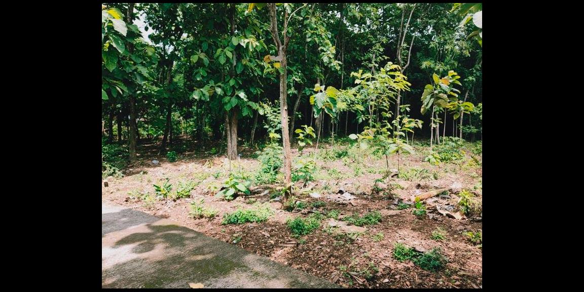 Tanah Kebun Jati Strategis Dibangun Rumah Tasikmadu Karanganyar Tanah Kebun Jati Strategis Dibangun Rumah Tasikmadu Karanganyar