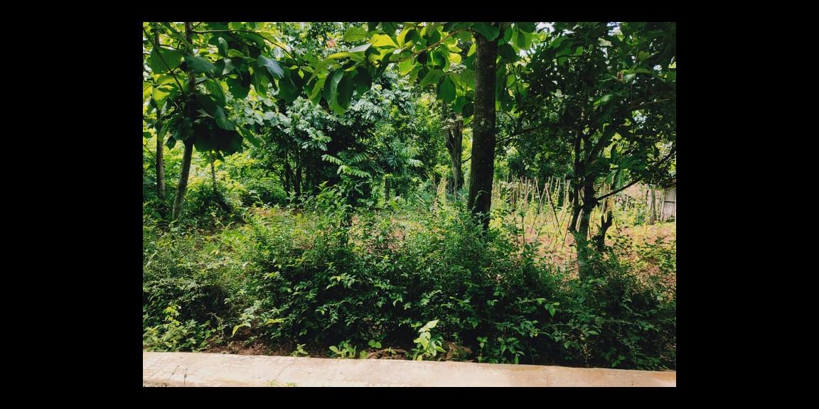 Tanah Subur 1685m² Selatan Pasar Mojogedang Karanganyar Tanah Subur 1685m² Selatan Pasar Mojogedang Karanganyar