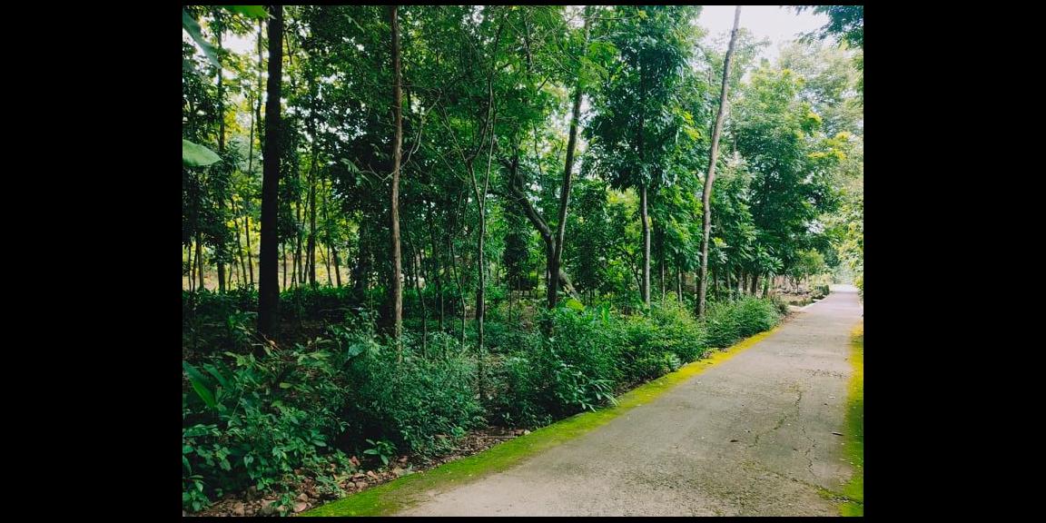 Tanah Subur 1685m² Selatan Pasar Mojogedang Karanganyar Tanah Subur 1685m² Selatan Pasar Mojogedang Karanganyar