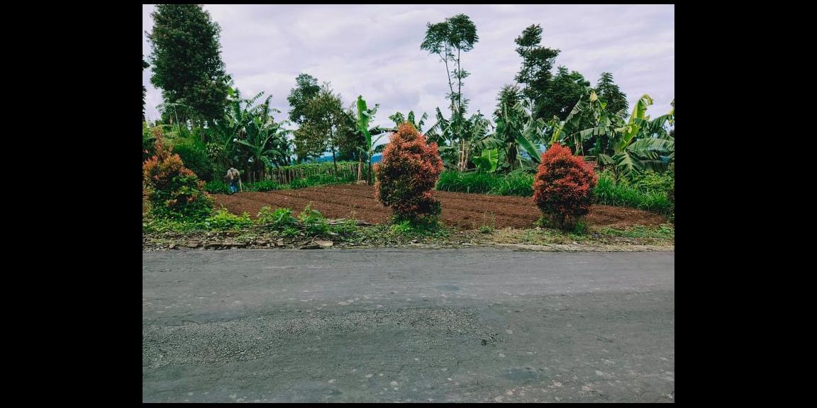 Tanah Idaman Kawasan Wisata Kebun Teh Kemuning Ngargoyoso Karanganyar Tanah Idaman Kawasan Wisata Kebun Teh Kemuning Ngargoyoso Karanganyar