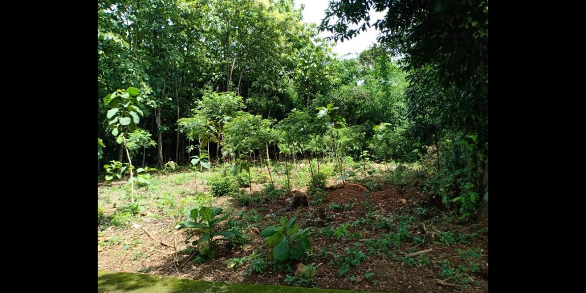 Tanah Kebun Jati Strategis Dibangun Rumah Tasikmadu Karanganyar Tanah Kebun Jati Strategis Dibangun Rumah Tasikmadu Karanganyar