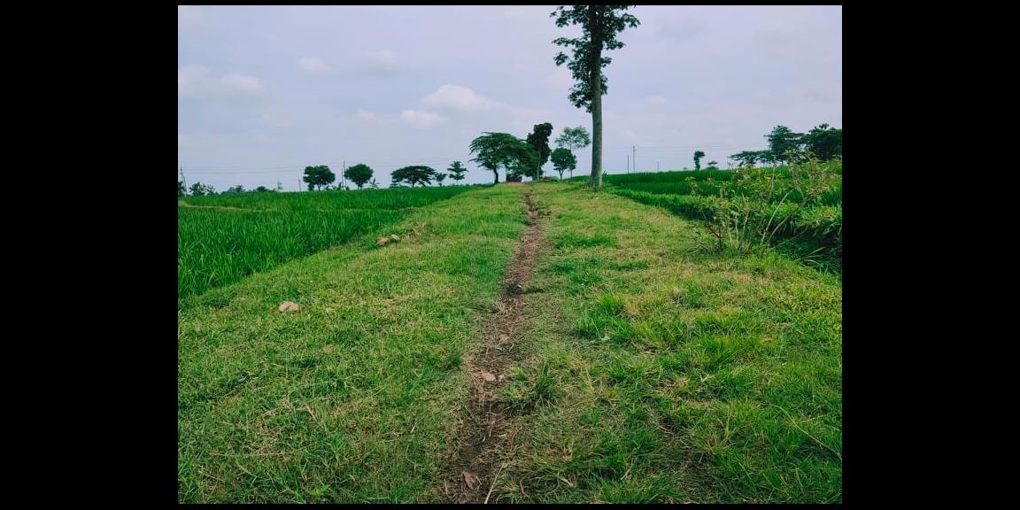 Tanah Sawah Pekarangan Karangpelem Kedawung Sragen Tanah Sawah Pekarangan Karangpelem Kedawung Sragen