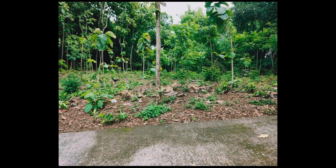 Tanah Kebun Jati Strategis Dibangun Rumah Tasikmadu Karanganyar Tanah Kebun Jati Strategis Dibangun Rumah Tasikmadu Karanganyar