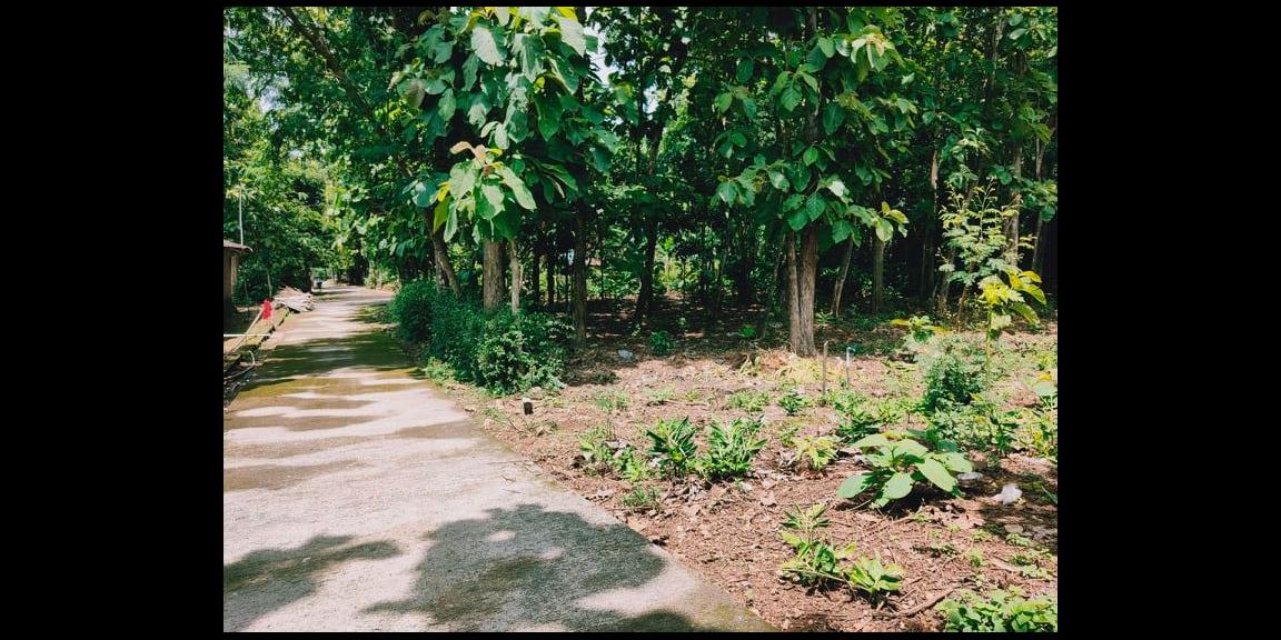Tanah Kebun Jati Strategis Dibangun Rumah Tasikmadu Karanganyar Tanah Kebun Jati Strategis Dibangun Rumah Tasikmadu Karanganyar