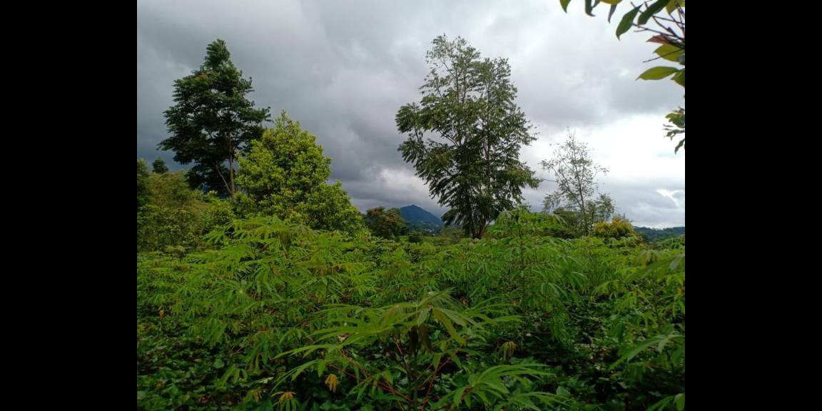 Tanah Dibangun Vila Kawasan Kebun Teh Kemuning Ngargoyoso Karanganyar Tanah Dibangun Vila Kawasan Kebun Teh Kemuning Ngargoyoso Karanganyar
