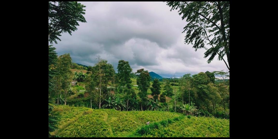 Tanah Dibangun Vila Kawasan Kebun Teh Kemuning Ngargoyoso Karanganyar Tanah Dibangun Vila Kawasan Kebun Teh Kemuning Ngargoyoso Karanganyar