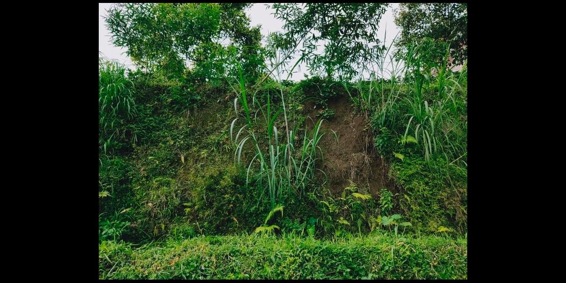 Tanah Dibangun Vila Kawasan Kebun Teh Kemuning Ngargoyoso Karanganyar Tanah Dibangun Vila Kawasan Kebun Teh Kemuning Ngargoyoso Karanganyar