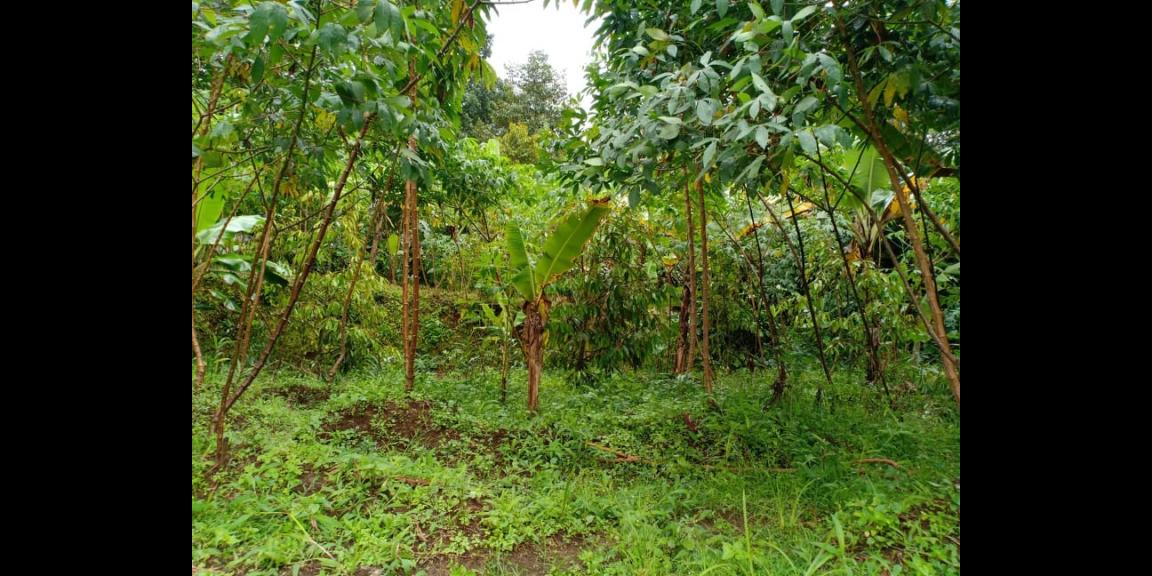 Tanah View Sawah Utara Pasar Karangpandan Karanganyar Tanah View Sawah Utara Pasar Karangpandan Karanganyar