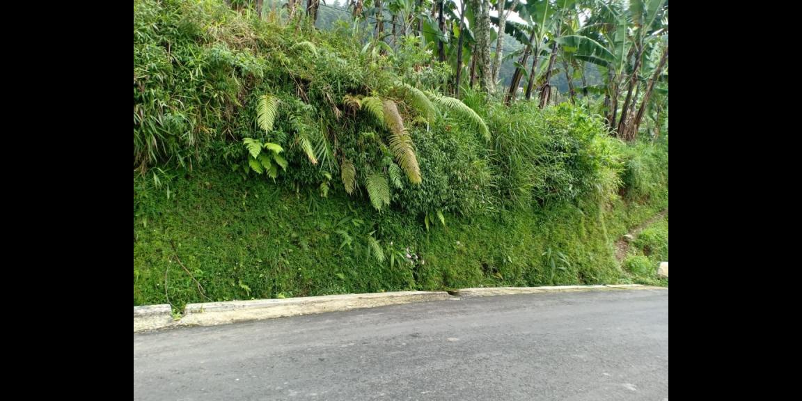 Tanah Tepi Jl. Raya View Kebun Teh Kemuning Ngargoyoso Karanganyar Tanah Tepi Jl. Raya View Kebun Teh Kemuning Ngargoyoso Karanganyar