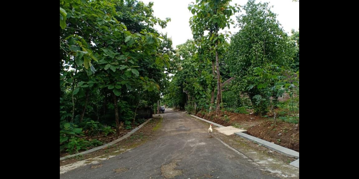 Tanah Kebun Jati Strategis Dibangun Rumah Tasikmadu Karanganyar Tanah Kebun Jati Strategis Dibangun Rumah Tasikmadu Karanganyar