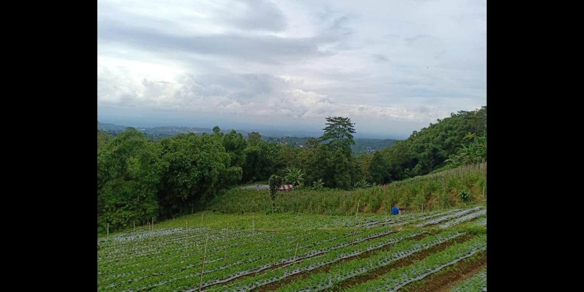 Tanah Tepi Jl. Raya View Kebun Teh Kemuning Ngargoyoso Karanganyar Tanah Tepi Jl. Raya View Kebun Teh Kemuning Ngargoyoso Karanganyar