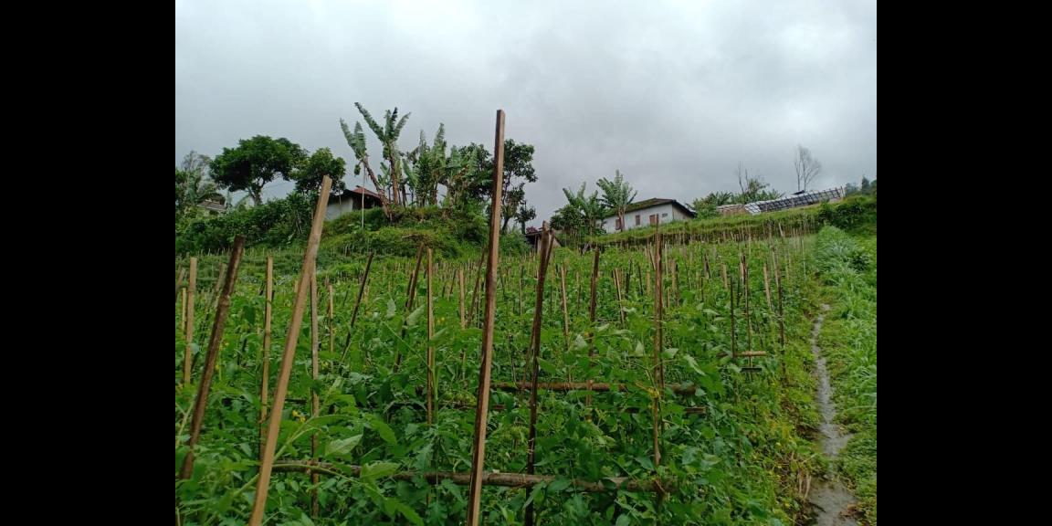 Tanah Tepi Jl. Raya View Kebun Teh Kemuning Ngargoyoso Karanganyar Tanah Tepi Jl. Raya View Kebun Teh Kemuning Ngargoyoso Karanganyar