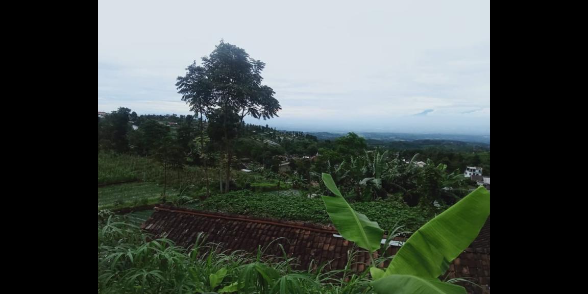 Tanah Idaman View Kebun Teh Kemuning Ngargoyoso Karanganyar Tanah Idaman View Kebun Teh Kemuning Ngargoyoso Karanganyar