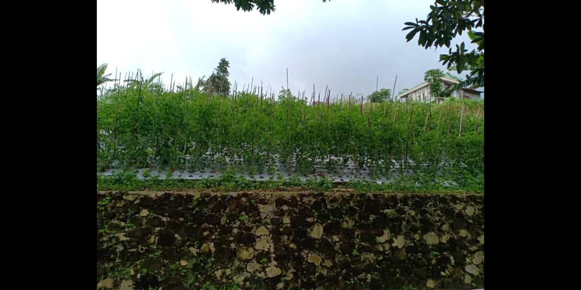 Tanah Strategis Dibangun Vila Dekat Parang Ijo Kemuning Ngargoyoso Kra Tanah Strategis Dibangun Vila Dekat Parang Ijo Kemuning Ngargoyoso Kra