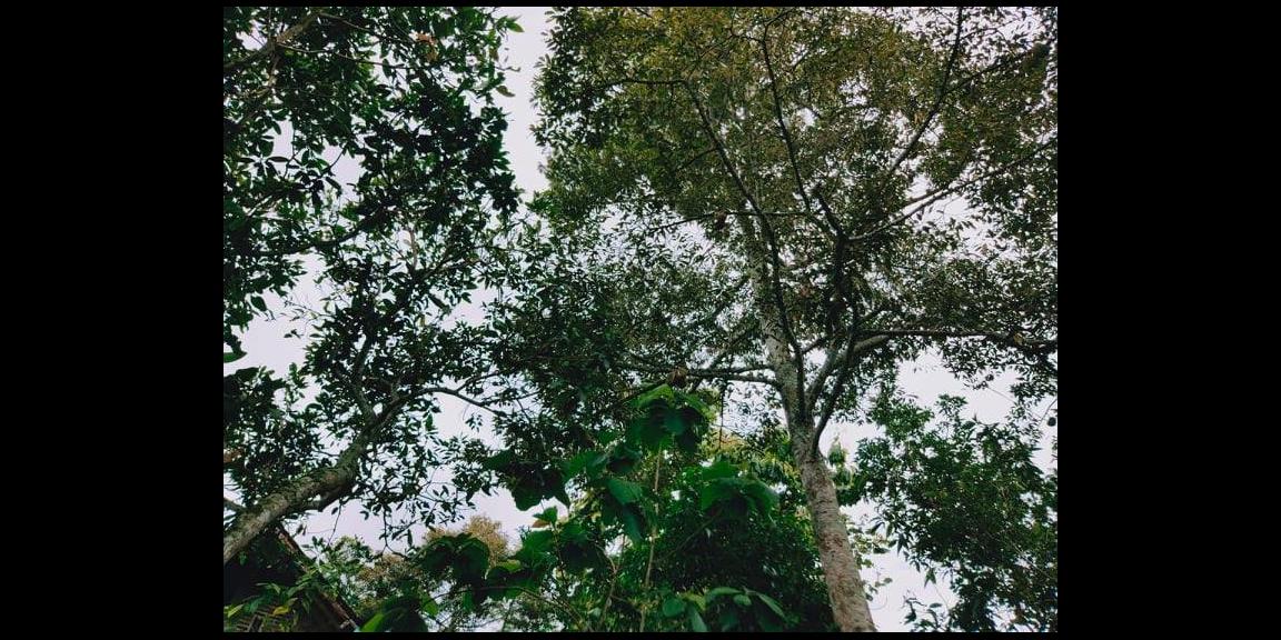 Rumah Siap Huni di Desa Wisata Karangpandan Karanganyar Rumah Siap Huni di Desa Wisata Karangpandan Karanganyar