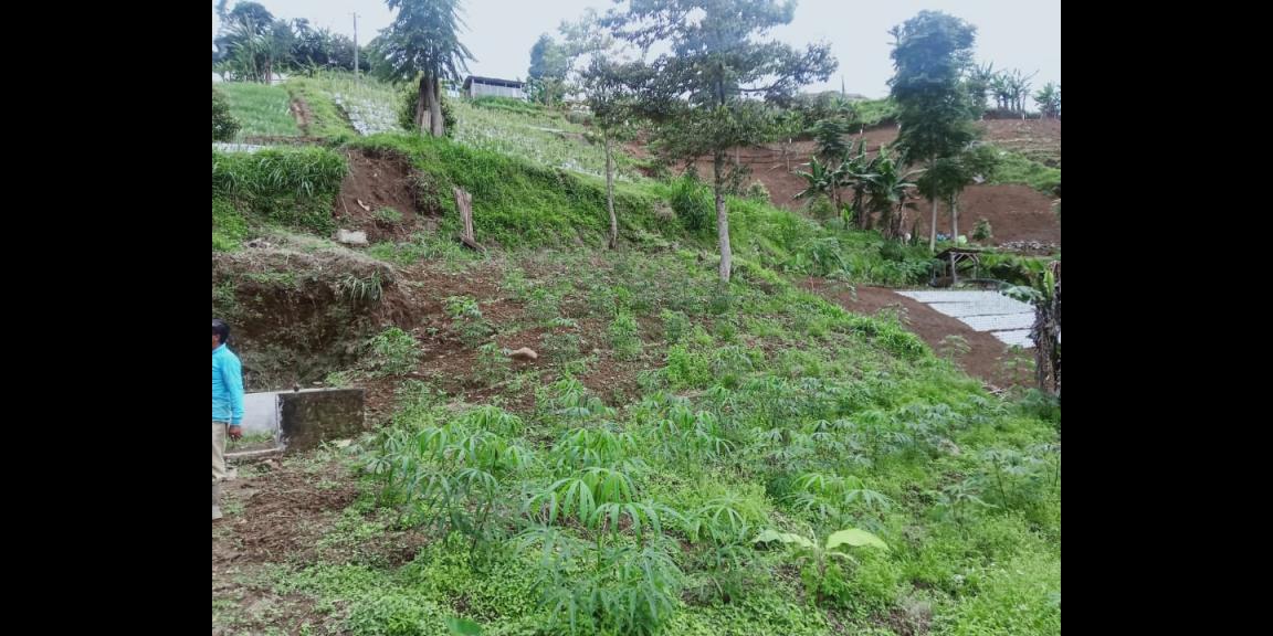 Tanah Idaman View Kebun Teh Kemuning Ngargoyoso Karanganyar Tanah Idaman View Kebun Teh Kemuning Ngargoyoso Karanganyar