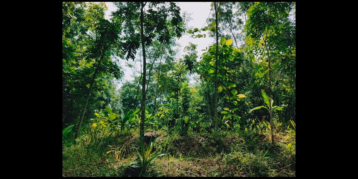 Tanah Datar Selatan Pasar Batujamus Mojogedang Karanganyar Tanah Datar Selatan Pasar Batujamus Mojogedang Karanganyar