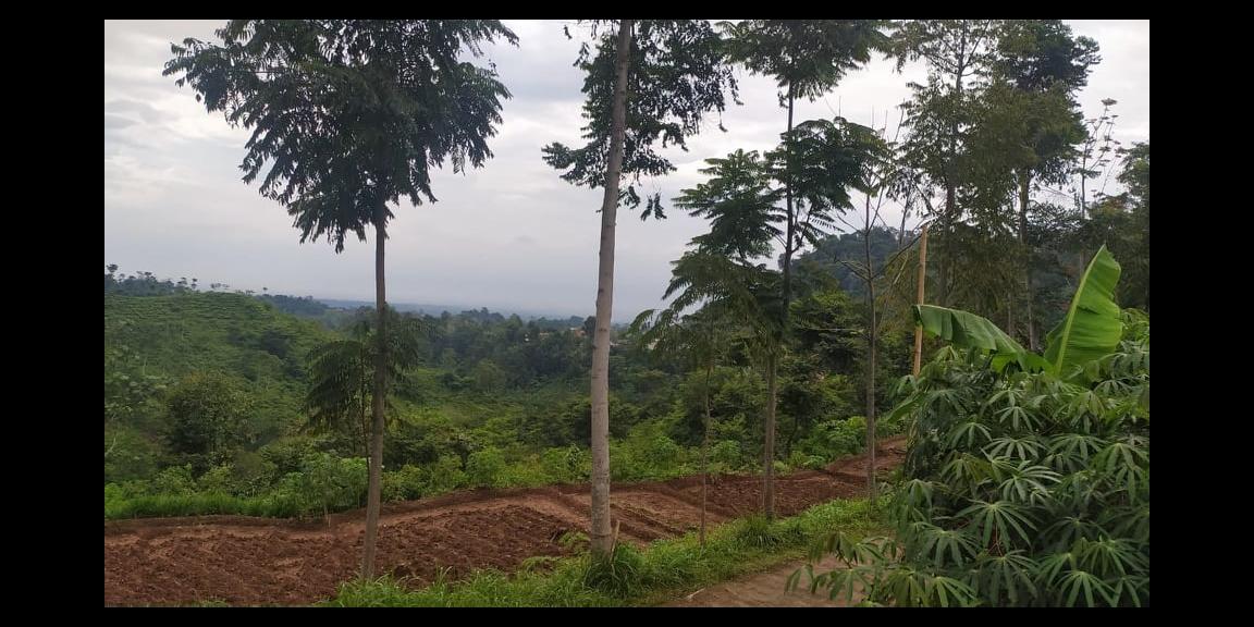 Tanah Idaman View Kebun Teh Kemuning Ngargoyoso Karanganyar Tanah Idaman View Kebun Teh Kemuning Ngargoyoso Karanganyar