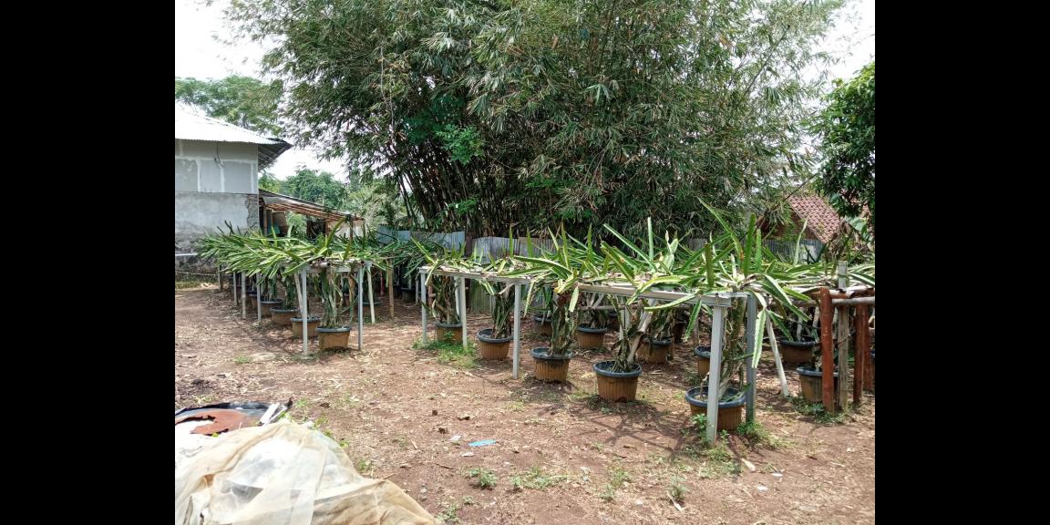 DIJUAL LAHAN KEBUN HOLTIKULTURA BUAH NAGA & TIN LINGKAR SELATAN, CILEGON DIJUAL LAHAN KEBUN HOLTIKULTURA BUAH NAGA & TIN LINGKAR SELATAN, CILEGON