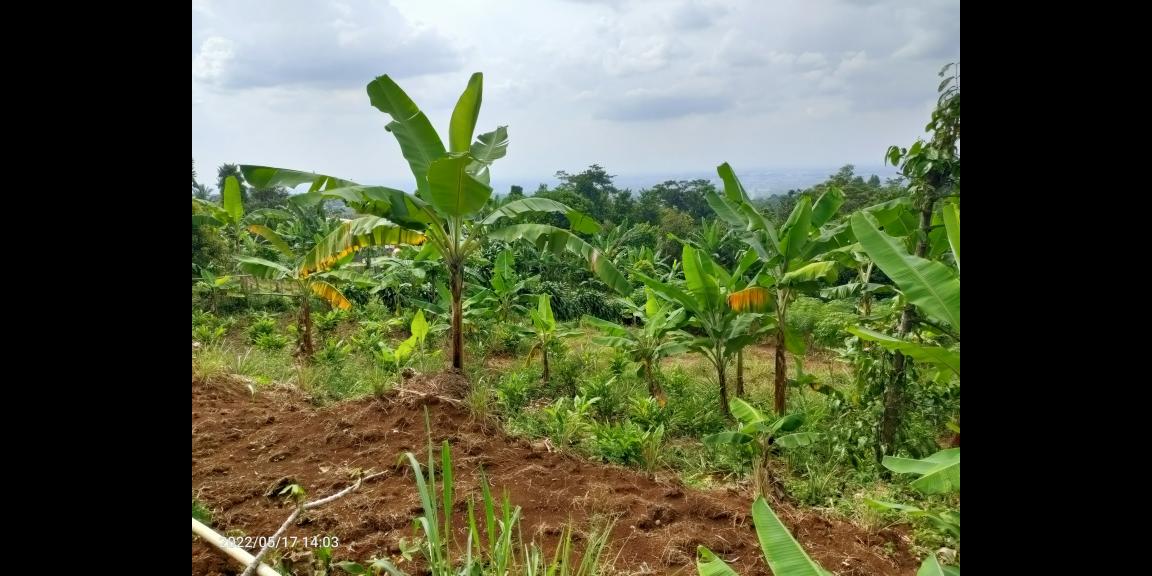 Jual Tanah di dataran tinggi Cijeruk Bogor View Indah Kota Bogor, Sentul dan Gunung Gede Jual Tanah di dataran tinggi Cijeruk Bogor View Indah Kota Bogor, Sentul dan Gunung Gede