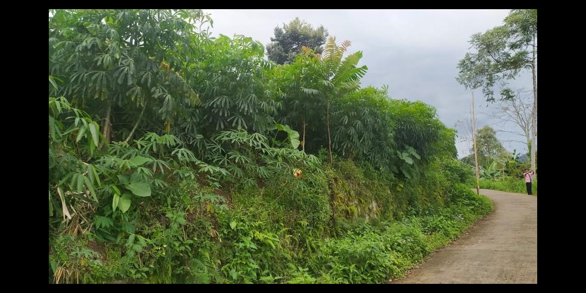 Tanah Idaman View Kebun Teh Kemuning Ngargoyoso Karanganyar Tanah Idaman View Kebun Teh Kemuning Ngargoyoso Karanganyar