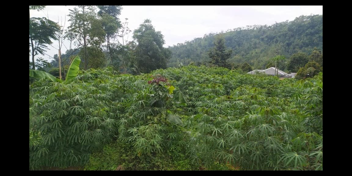 Tanah Idaman View Kebun Teh Kemuning Ngargoyoso Karanganyar Tanah Idaman View Kebun Teh Kemuning Ngargoyoso Karanganyar