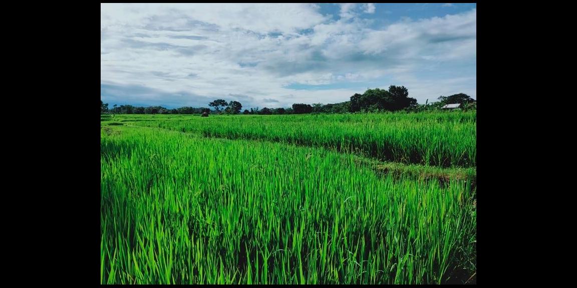 Tanah Sawah Subur Mojogedang Karanganyar Tanah Sawah Subur Mojogedang Karanganyar