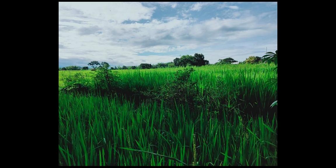 Tanah Sawah Subur Mojogedang Karanganyar Tanah Sawah Subur Mojogedang Karanganyar
