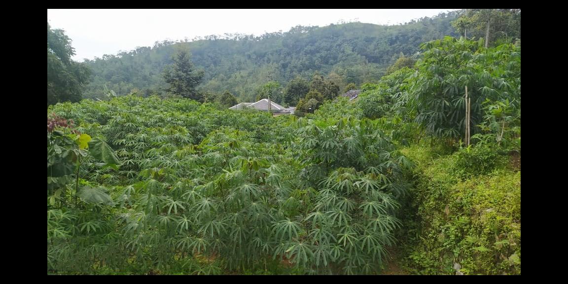 Tanah Idaman View Kebun Teh Kemuning Ngargoyoso Karanganyar Tanah Idaman View Kebun Teh Kemuning Ngargoyoso Karanganyar