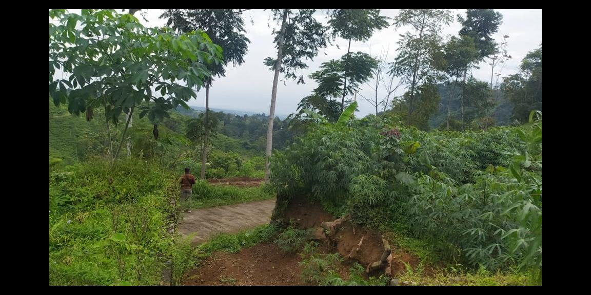 Tanah Idaman View Kebun Teh Kemuning Ngargoyoso Karanganyar Tanah Idaman View Kebun Teh Kemuning Ngargoyoso Karanganyar