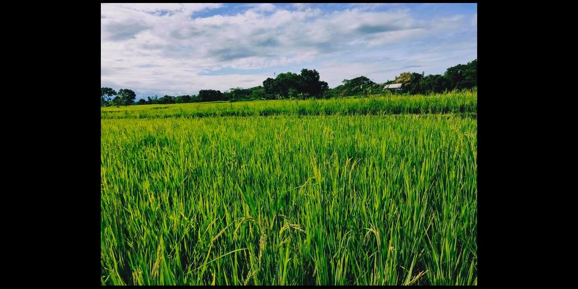 Tanah Sawah Subur Mojogedang Karanganyar Tanah Sawah Subur Mojogedang Karanganyar